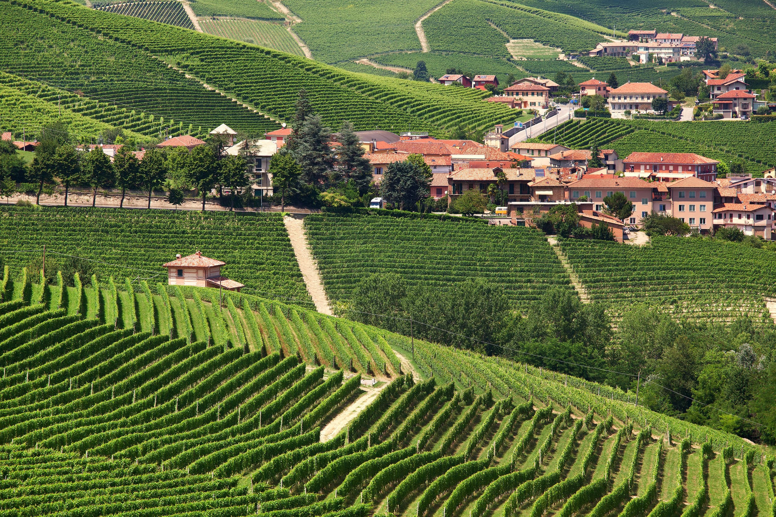 Barolo vineyard - best wine in italy