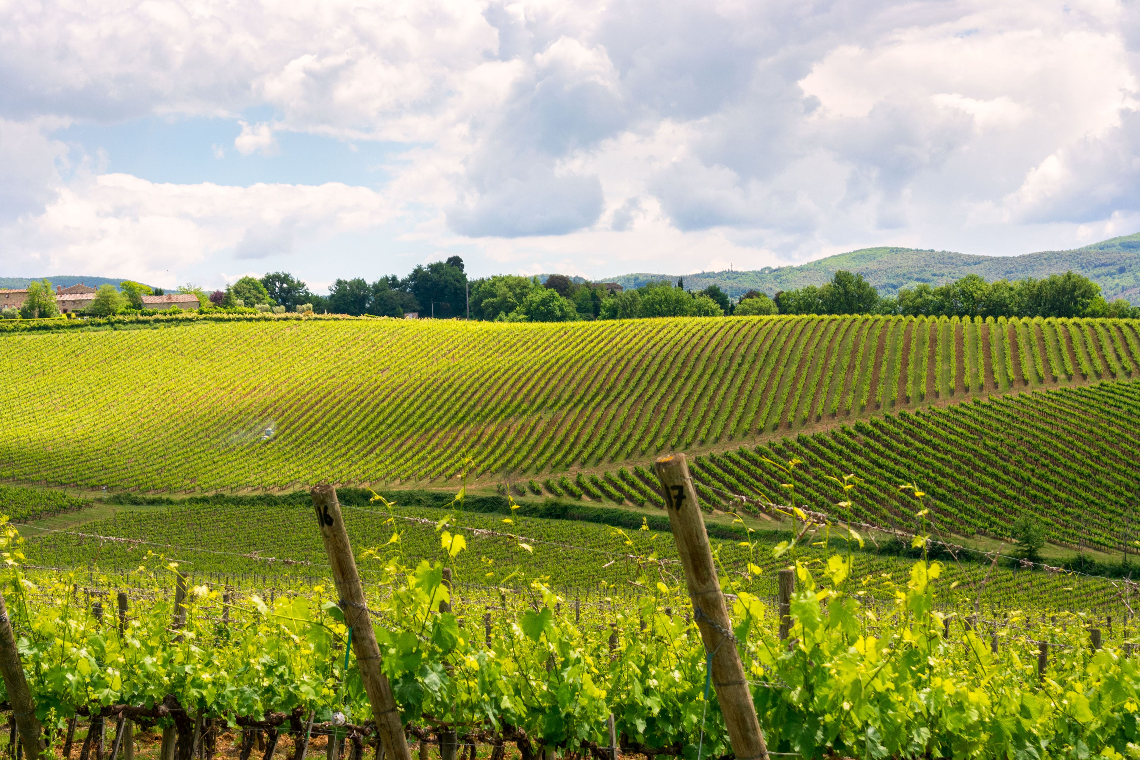 Montepulciano wine yard