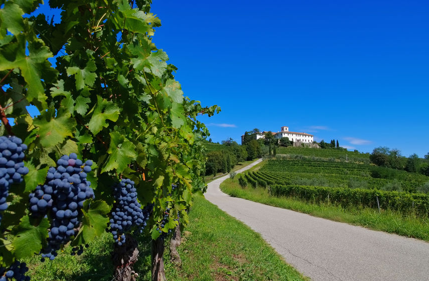 grape harvest in Tuscany