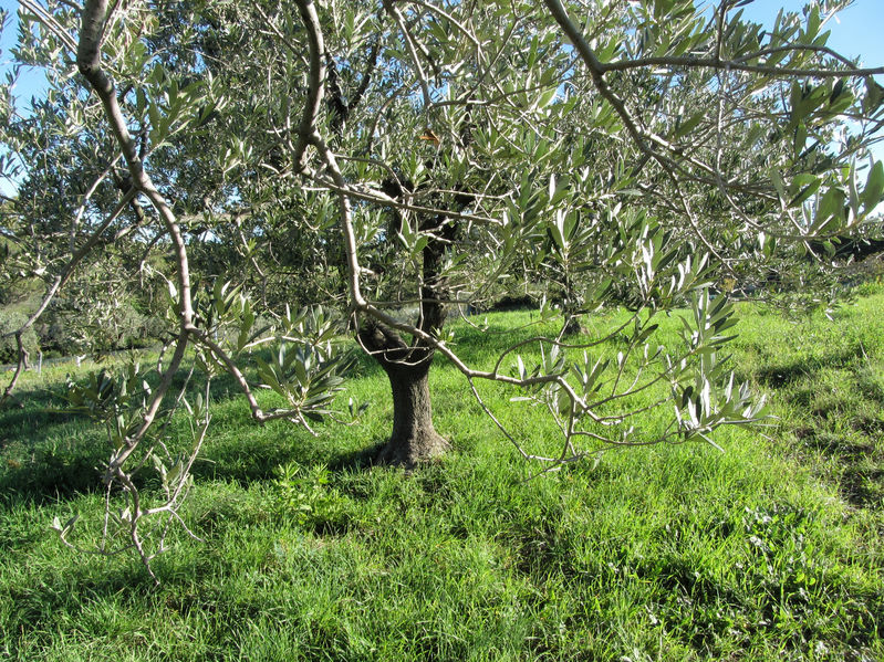  olives harvest in tuscany