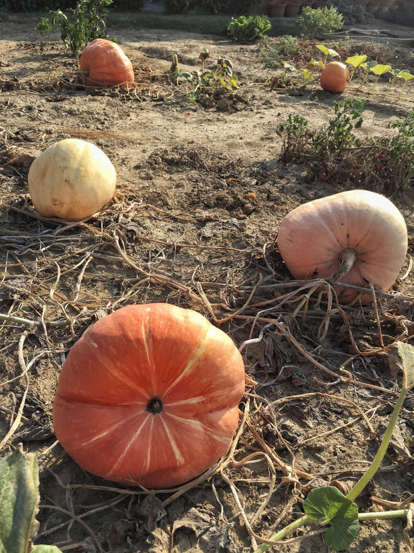 pumpkin harvest in tuscany