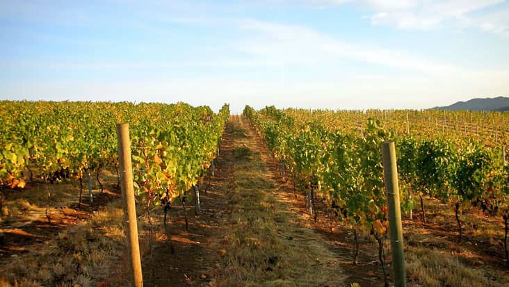 Grapes grove in Avellino