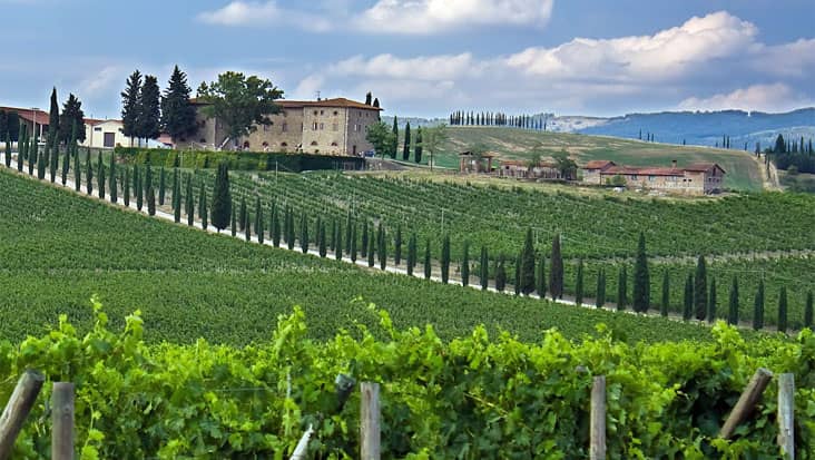 Chianti Vineyards