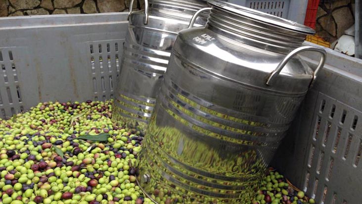 Gargiulo Olive Oil Mill