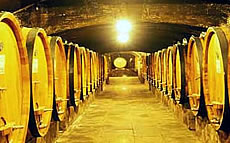 A wine cellar in Chianti