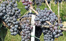 The grapes of the Chanti Area